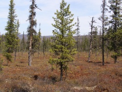 Сфагновые болота и редколесья - характерный элемент ландшафта